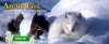Arctic Fox.jpg